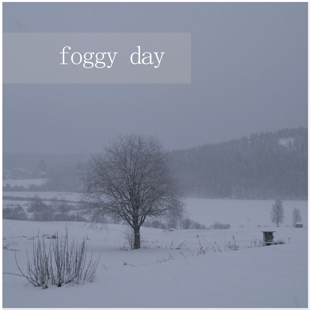 tree in the snow on a foggy day