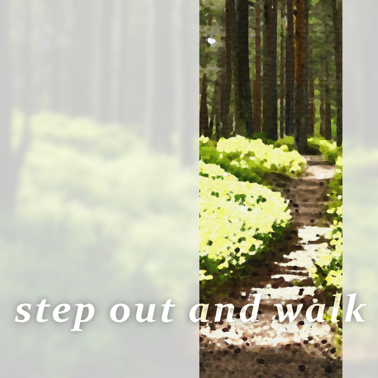 path in a forest surrounded by low bushes