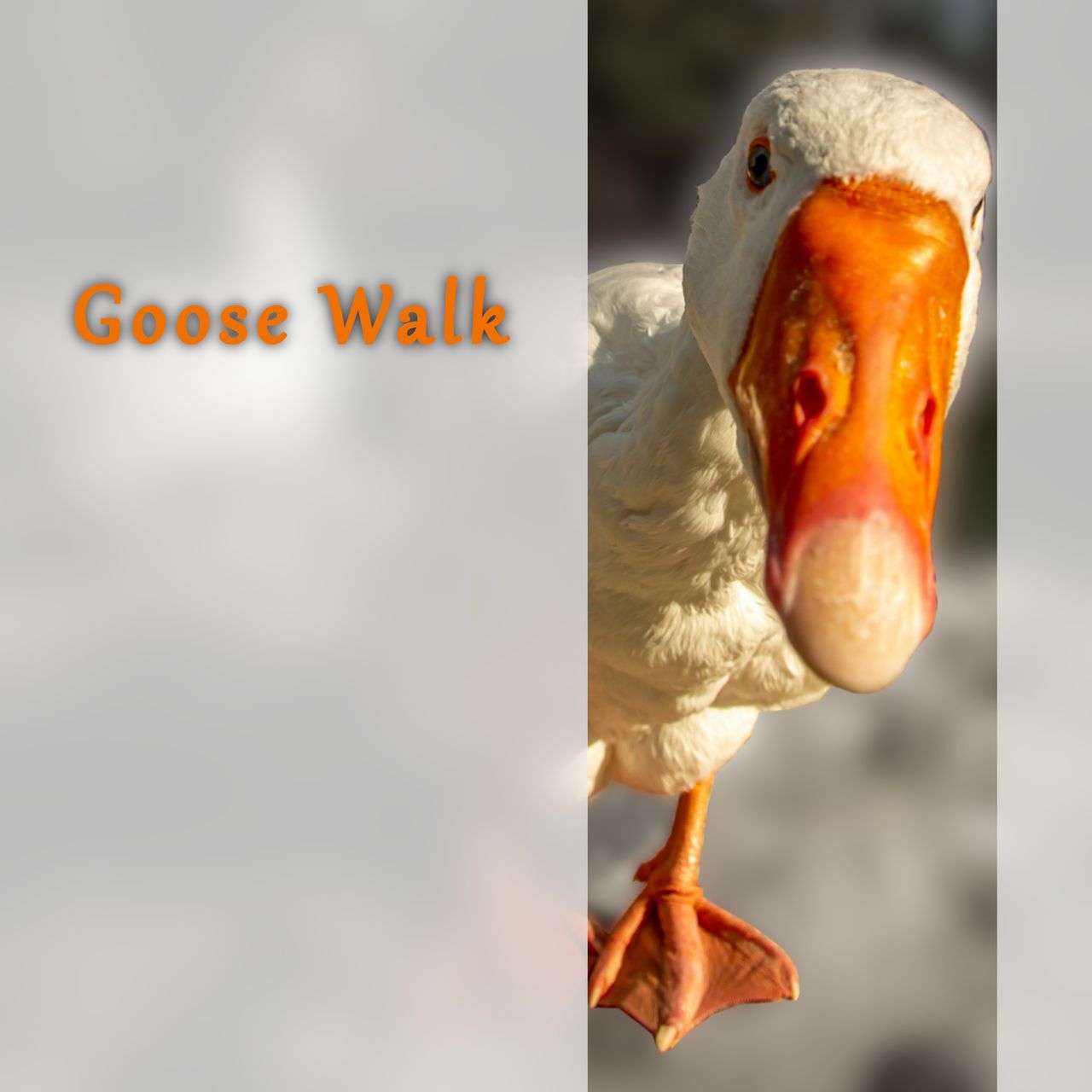 goose looking at you
